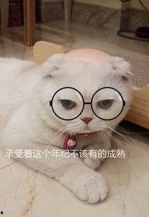 娱乐吃瓜君说刘二豆没了,娱乐吃瓜君揭秘背后真相